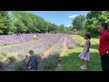 Канадская лавандовая ферма /Lavender farm