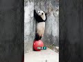 Pandas vs. Gravity (Gravity is Winning) 🐼💀