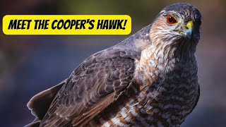 The Majestic Cooper's Hawk by Animal Facts Hub 3,231 views 4 weeks ago 6 minutes, 36 seconds