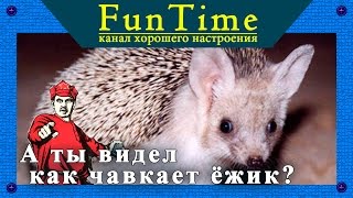 Кто нибудь видел как чавкает ёжик? Тогда смотрите онлайн!!! Во прикол. Кто нибудь видел как чавкает ёжик? Тогда смотрите онлайн!!! Во прикол.
