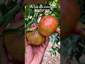 দেশের মাটিতে বানিজ্যিক আনারের ফলন।  আলহামদুলিল্লাহ। #thai_anar #fruitcutting #garden #kids #salman