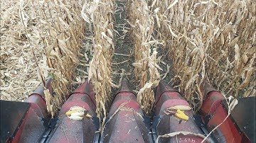 Beginning To Combine Corn with the Case IH 1620