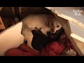 Mama Dog Never Wants To Lose Her Puppies Again (Part 2) | Animal In Crisis EP41