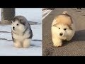 ♥Cute Cats and Dogs Doing Funny Things 2018♥ - Funny Dog and Cat Videos