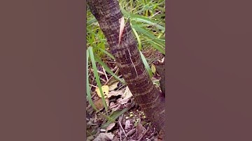 cut down tree trunks with a sharp axe #shorts