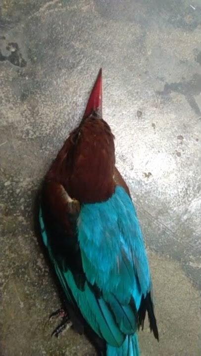 burung cekakak belukar ketangkap meresahkan makan ikan patin dan ikan nila aku gays,.