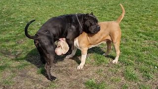 What is he doing on her 😱? by Giant Bully Pitbulls Rasit Kaplan 58,198 views 2 years ago 2 minutes, 38 seconds