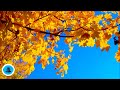 🍁 Peaceful Instrumental Music  | Autumn Blue Sky | Studying, Yoga, Sleep
