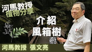 河馬教授-張文亮介紹：風箱樹 