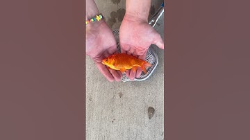 Dumping Goldfish In Lake
