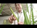Philippines Scientists Develop Climate Resistant Rice 