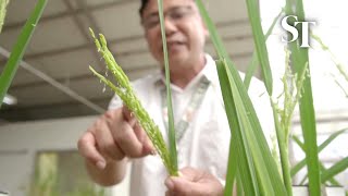 Philippines scientists develop climate-resistant rice