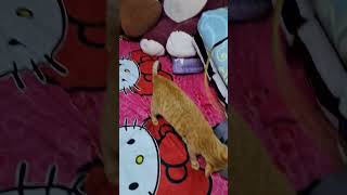 My Cat #Twinkle #viralshort #viralvideo #cat #catlover #cutecat #funny #animals