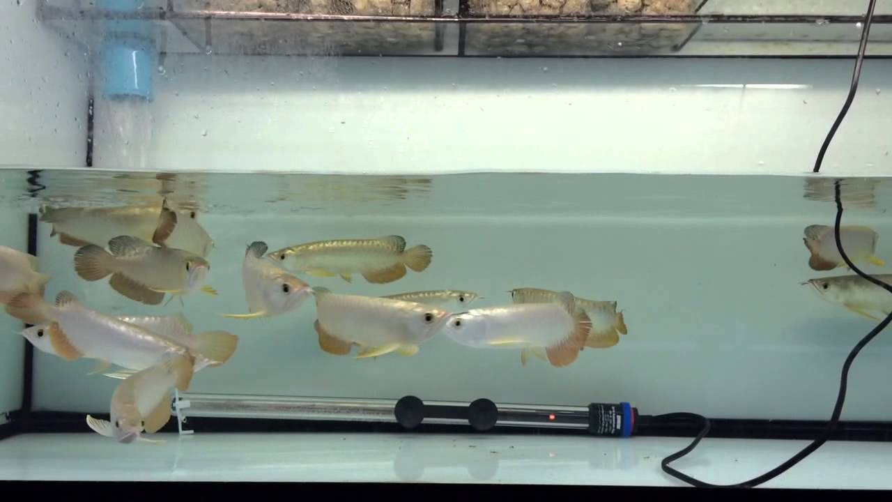 Malaysia Golden Crossback By SF - YouTube