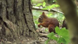 Kwesawe'k (Oulton’s Island)- A collaborative conservation story