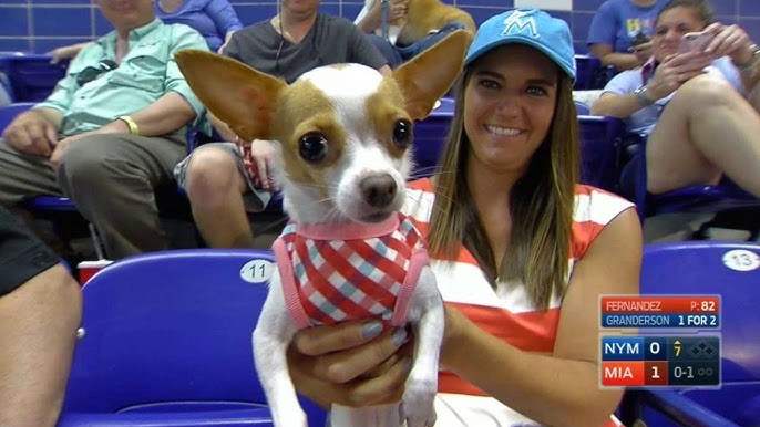 Check out the pups at Minute Maid Park for Astros' Dog Day