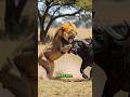 buffalo fight lion #wildlifeshorts #wildlifeanimals #animalfacts #funfacts #animalfight