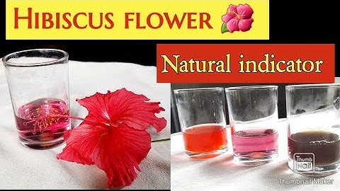 Hibiscus flower indicator |Preparation  |Testing acid and alkali #chemistry class #Experiments