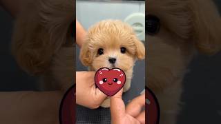 Dogs Sneezing Compilation – You Won’t Believe #1! 🐕✨#dog  #cat #puppy #animals #shorts