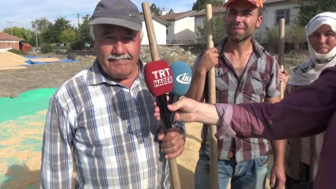 TOSYA PİRİNÇ HASATI BAŞLADI 