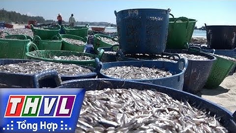 THVL | Ngư dân Quảng Ngãi phấn khởi vì trúng đậm vụ cá cơm