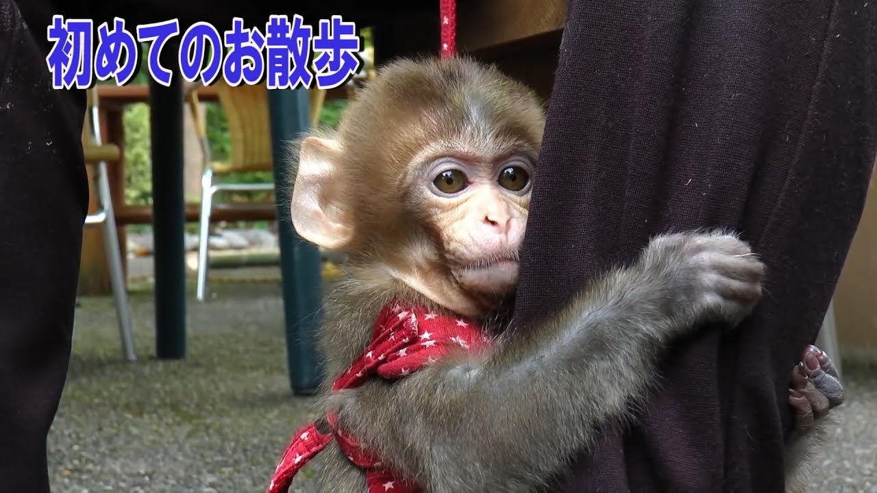 メッチャ可愛い赤ちゃん猿第 話初めてのお散歩です Pretty Cute Baby Monkeyepisode４ It S My First Walk Youtube