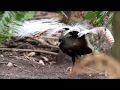 Lyrebird video by Stephen Powell Wildlife Artist