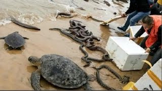 Kinh hoàng cảnh thả trăn, rắn ra biển để phóng sinh