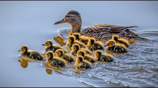 Real life wild funny ducklings with mommy duck and daddy duck in the river