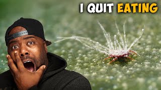 Meet the Bug You Didn't Know You Were Eating by MrLboyd Reacts 5,323 views 2 days ago 7 minutes, 25 seconds