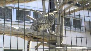出産前日のユキヒョウ リーベ〜Snow Leopard