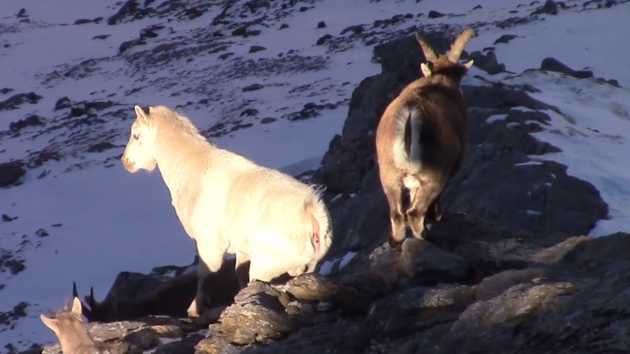 Il gigante bianco della Valle di Susa - Mystery on the Alps
