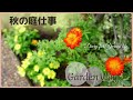 【ガーデンvlog】晩秋まで咲くお日様色の花を植える｜秋の庭仕事5つ