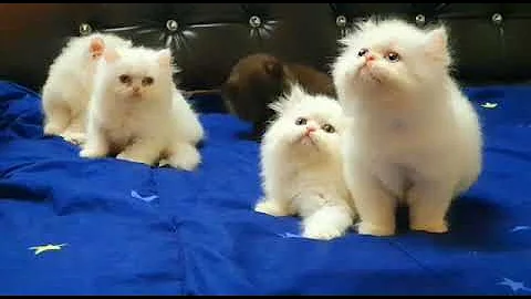 Video 4187471: cutecats furry persian cats, furry persian cats kitten