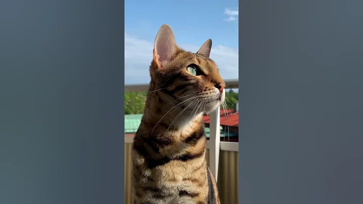 Watch the video about The Bengal Cat