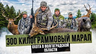 картинка: ДОБЫЛИ МАРАЛА | ПЯТНИСТОГО ОЛЕНЯ | ТРИ КОСУЛИ | И КАБАНА. Охота в Волгоградской области