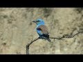 Birding Bulgaria 2016
