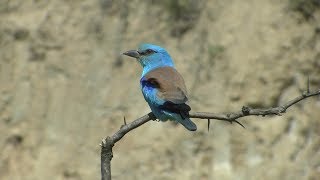 Birding Bulgaria 2016