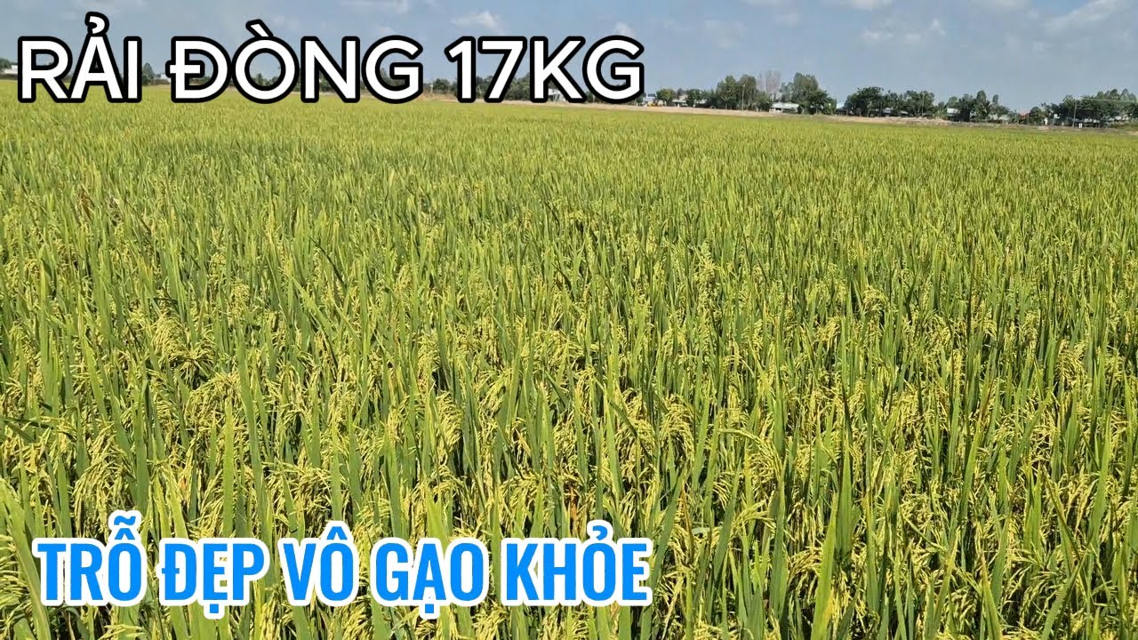 OM18 VỤ ĐÔNG XUÂN 2026 RẢI ĐÒNG 17KG CÔNG LỚN DƯỠNG LÁ VÔ GẠO ĐẸP
