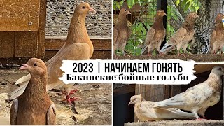 СЕЗОН 2023 | Бакинские бойные голуби | Bakı göyərçinləri | Мраморные голуби