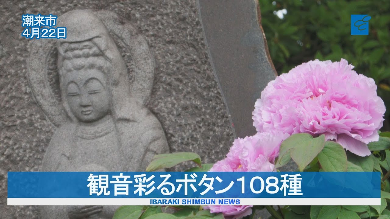 108 varieties of peonies adorn the Kannon statue at Chōonji Temple