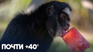 Мороженое и арбузы: зверей в зоопарке в Индии спасают от жары by NTDRussian 383 views 2 days ago 1 minute, 1 second