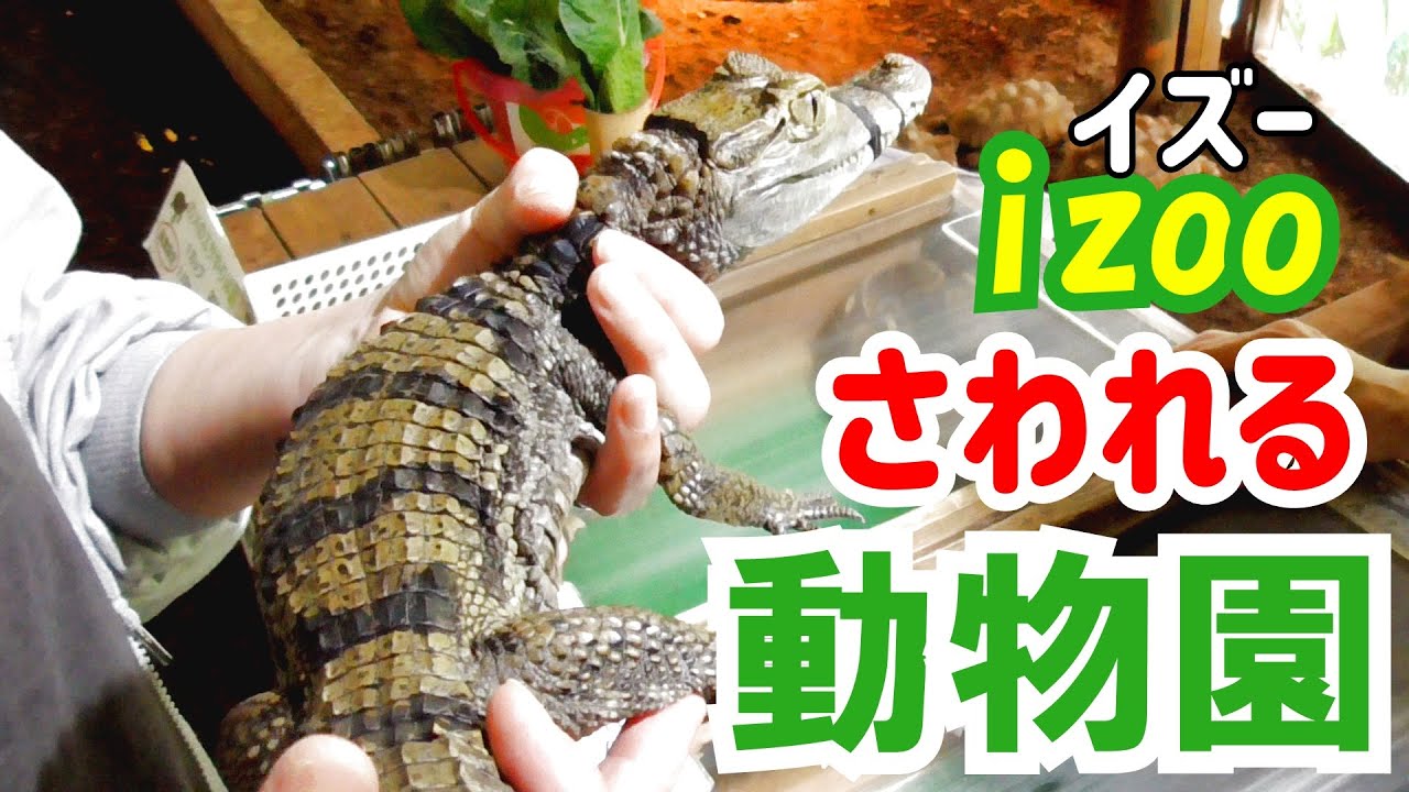 爬虫類専門の体感型動物園 iZoo (イズー)で初体験～天候不順でのおすすめ伊豆旅行②～Experience-based zoo specializing in reptiles iZoo