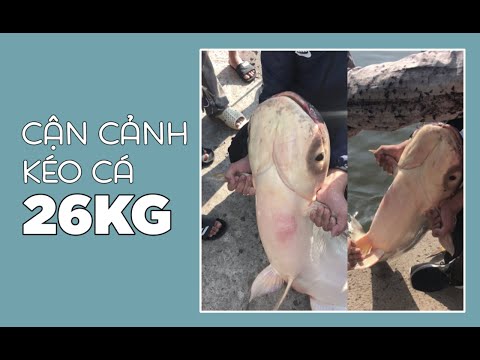 Cận Cảnh Kéo Cá 26kg #Shorts