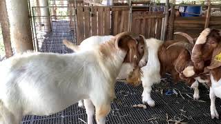 Boer Goats Fullblood Bucks 2 Years Old