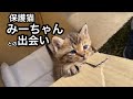 【まりもとまる】【切り抜き】トンビに狙われていた保護猫みーちゃんとの出会い