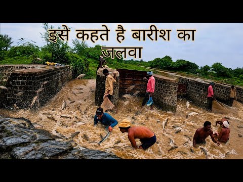 "ये मछलियाँ चढ़ती हैं पानी की धार के खिलाफ – मानसून का करिश्मा!''These fishes climb #chadhnichemase