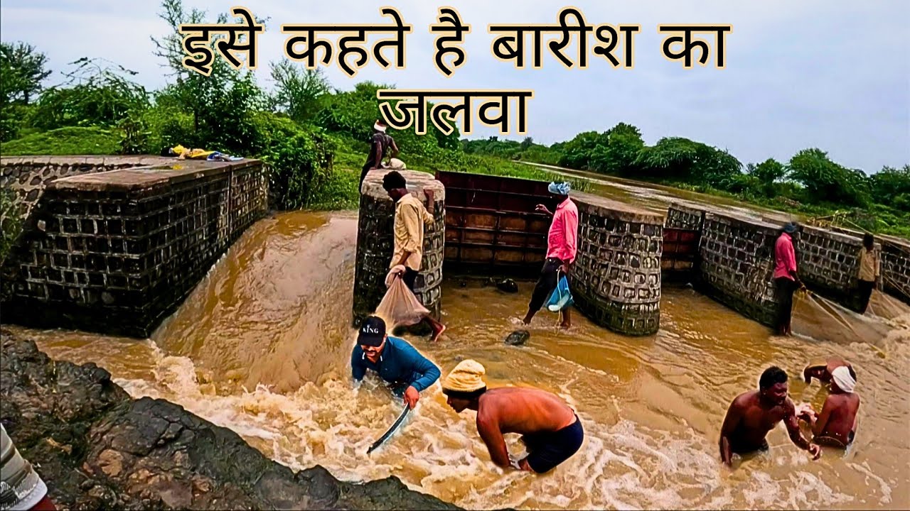 "ये मछलियाँ चढ़ती हैं पानी की धार के खिलाफ – मानसून का करिश्मा!''These fishes climb 