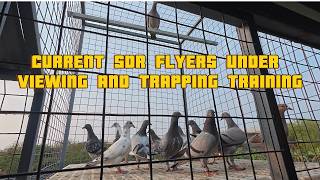CURRENT SDR FLYERS UNDER VIEWING AND TRAPPING TRAINING