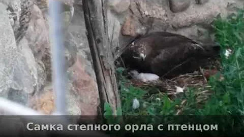 Степные орлы: самка и птенчик
